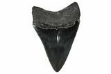 Serrated, Juvenile Megalodon Tooth - South Carolina #340732-1